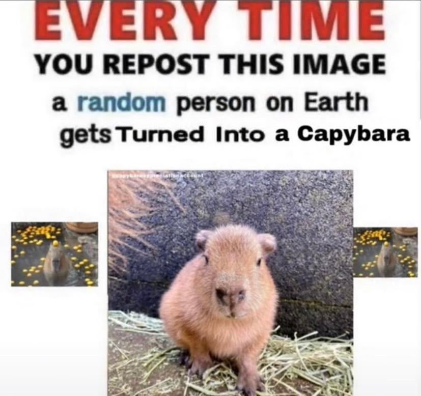 Capybaras (@capybaracountry) on Twitter photo 