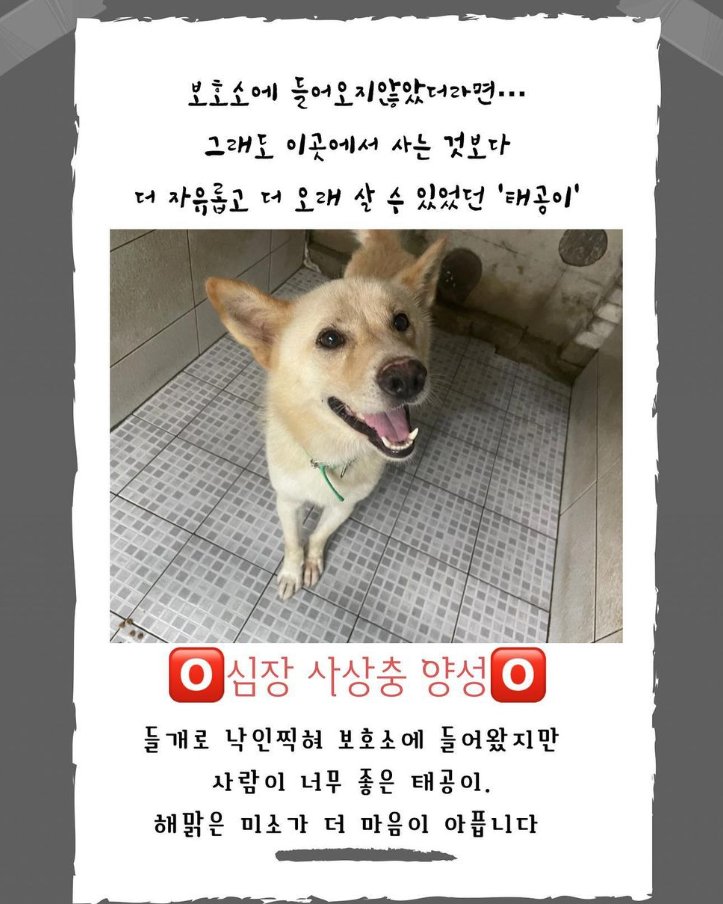 ❗9월 6일 안락사 예정 4 아이❗
매번 이렇게 마음 아픈 글 올려 죄송합니다
하지만 리우, 깜수, 레이, 평사, 평오, 로즈, 코마... 정말 많은 안락사 위기의 아이들이 sns를 통해 평생가족을 찾았기에 매번 기적을 바라며 이렇게 도움 요청합니다
아이들의 자세한 정보는 하나씩 타래로 잇겠습니다