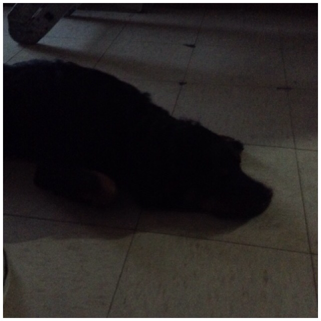 claurora21's tweet photo. Tarde pero seguro, te amo Sally❤️ Acabo de correr 4.48 km con Nike+. #nikeplus https://t.co/oe8JPPgGrI