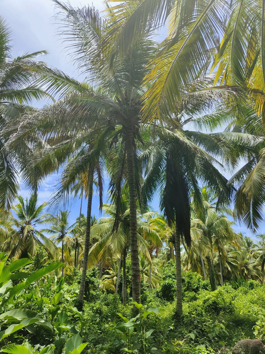 AnaDiao's tweet photo. Colombia 🤍 https://t.co/LZipNG1qpG
