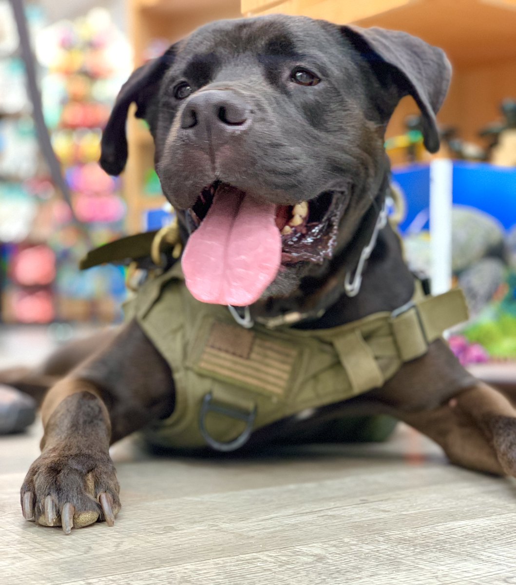 As if we needed a(nother) reason to celebrate them, but today is National Dog Day! Have a great day embracing all that is dog! And if you don't have a furbaby, what better day to save a life? Visit an animal shelter today.
#HP4Ws  #nationaldogday