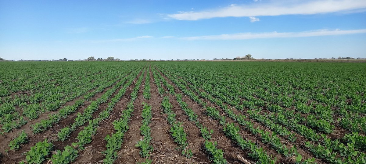 Colzas y arvejas con buenas perspectivas para este año