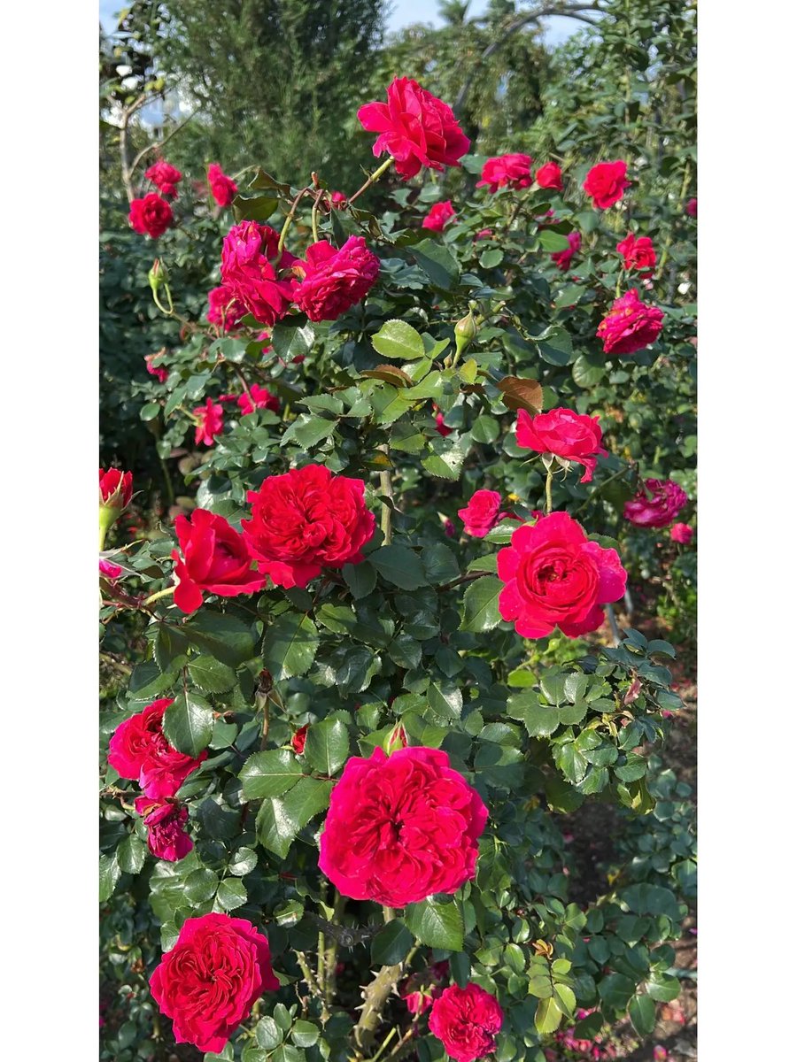 EhlertGi's tweet photo. Life needs not only sunshine, freedom, but also the fragrance of flowers https://t.co/r0A8poyYGT