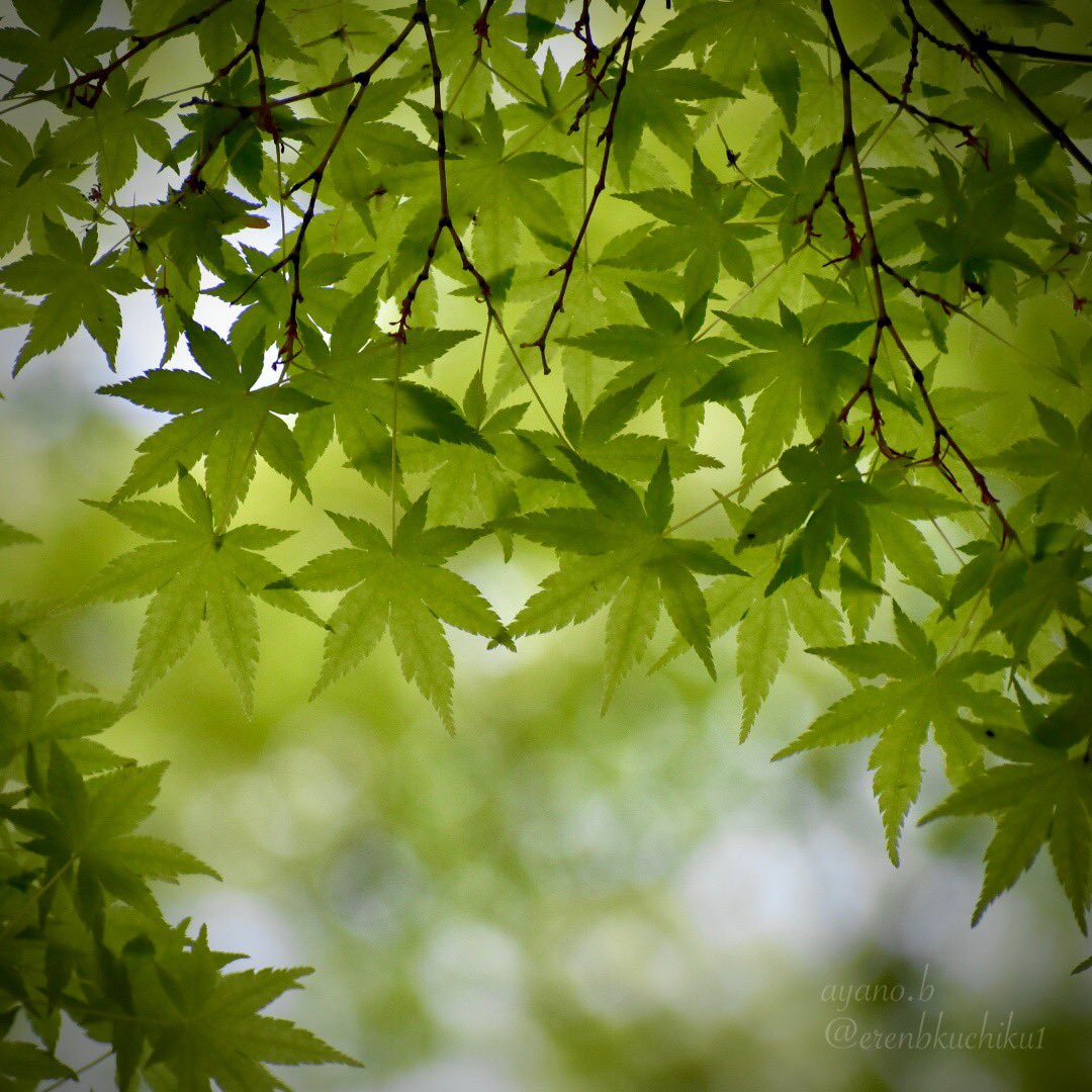 木陰の風をどうぞ

#japanesemaple