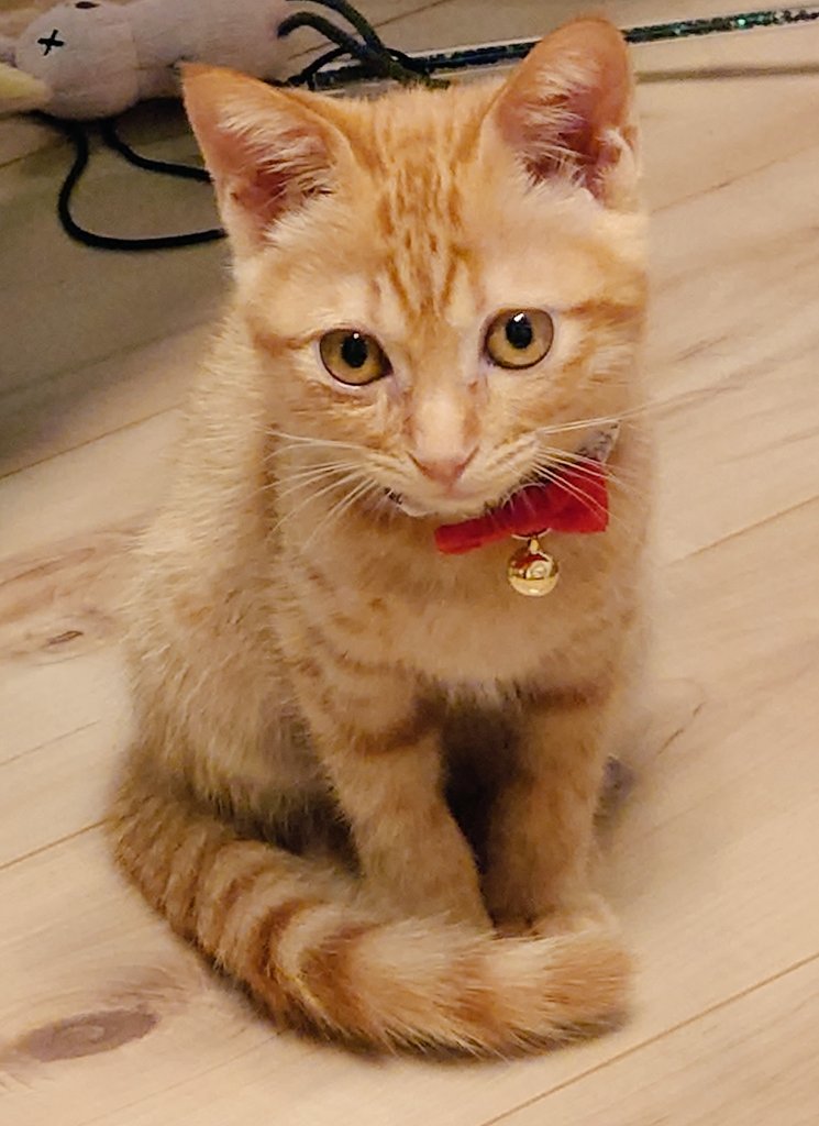 akiraatmr's tweet photo. 「駅から着いてきた子猫がいる。保護したいけど、アレルギーがあって飼えない」とママ友から連絡があり、そのまま我が家のお嬢様になりました。それが夏休み初日で、そっから怒涛の子猫と5歳児との生活スタート。今、夏休みの宿題カレンダーが真っ白なことにおののいてます。 https://t.co/dicWWtVyv4