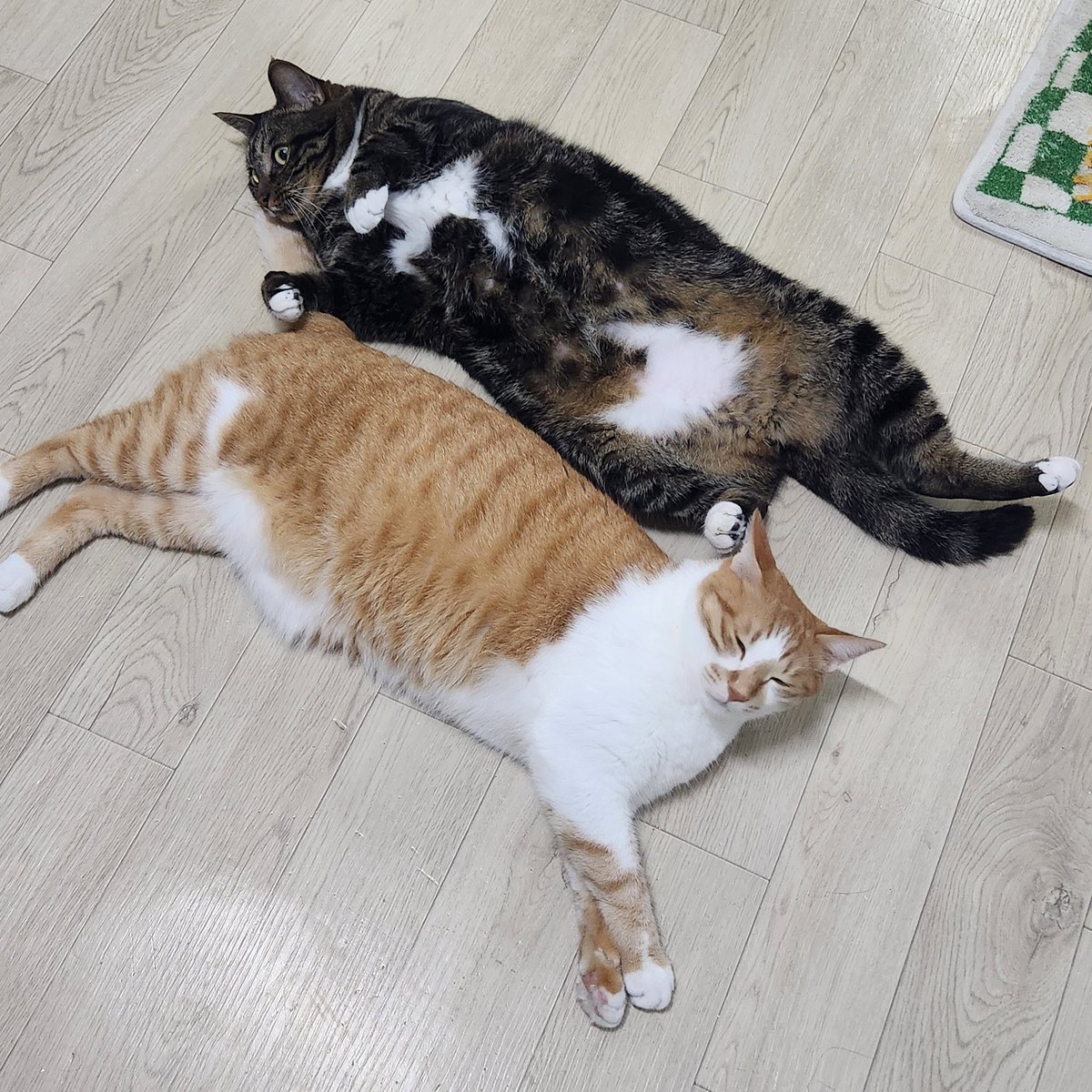데칼코타망🐈🐈‍⬛