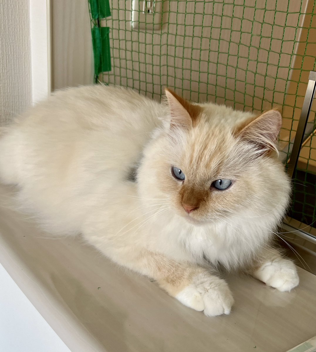 aria_diary_0815's tweet photo. 引っ越しして早速いい場所見つけたみたい

#猫のいるくらし #猫がいる暮らし #ねこのいる幸せ https://t.co/VJRREf2l3J
