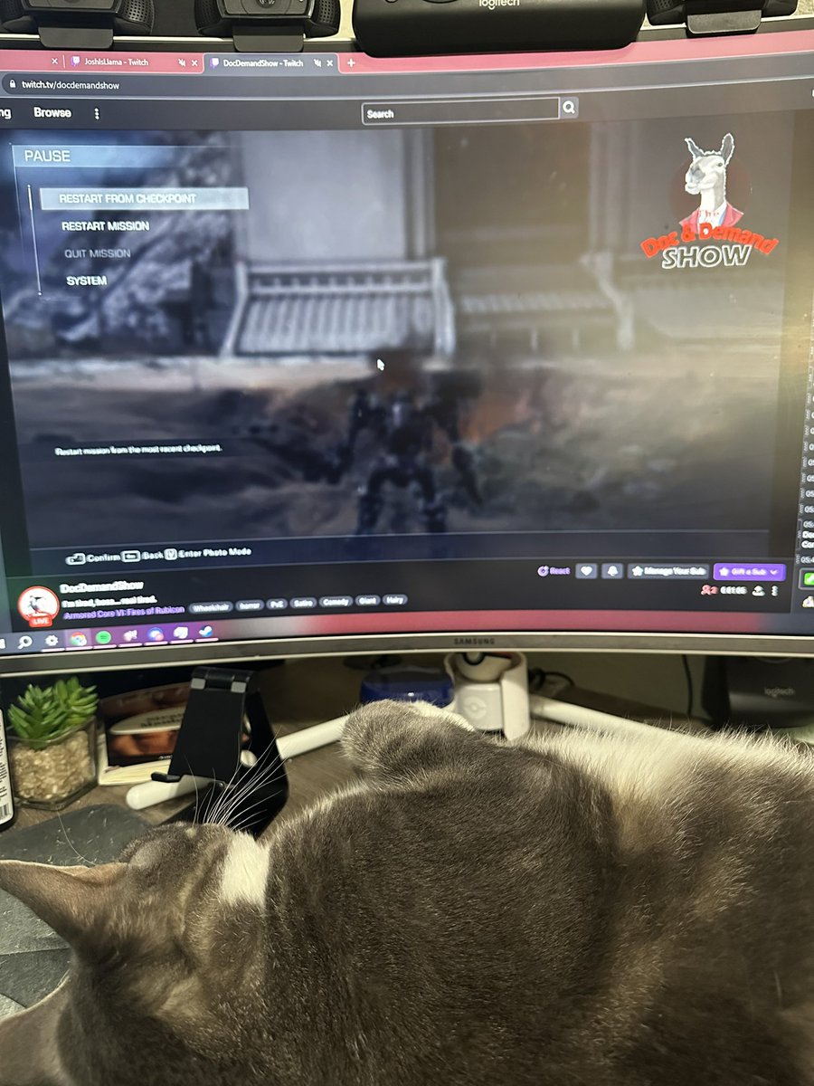 JoshIsLlama's tweet image. Bowie watching his favorite stream. @DocDemand #twitch #twitchstreamers