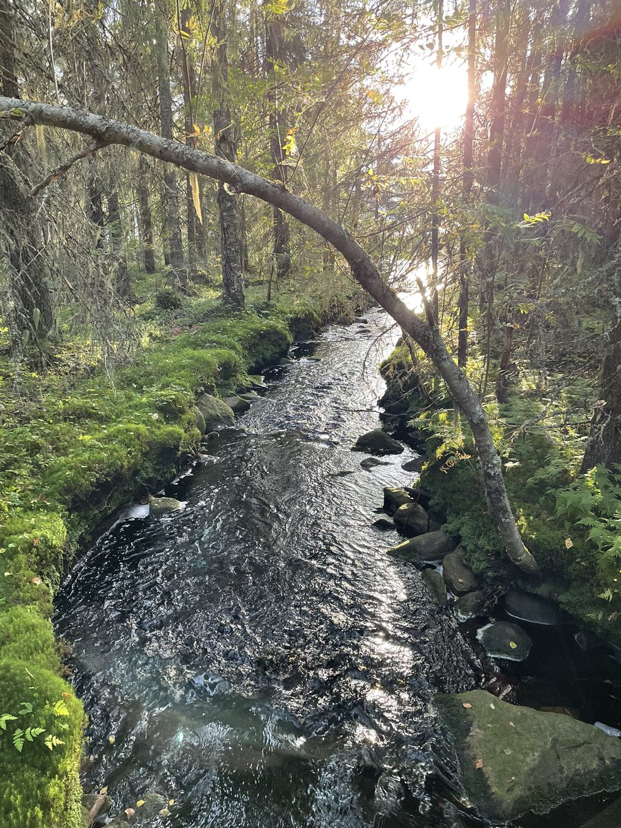 Suomen luonnon päivän aamuun sopii päivän suojelijan tohtori Jenni Haukion haastattelu luonnosta ja Suomen luonnon päivästä. 
#SuomenLuonnonPäivä 
areena.yle.fi/1-66527494?utm… #yleareena