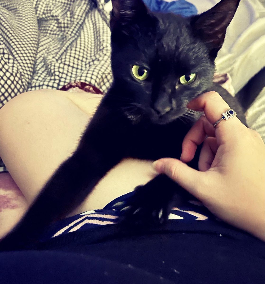 RedQueensChaos's tweet photo. Our newest rescue, #Atlas. 🖤 https://t.co/EkO24RRe69