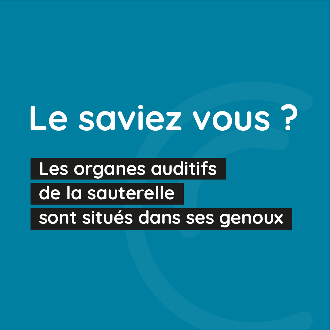 ICornuau's tweet photo. Eh oui, les organes auditifs ne sont pas toujours situés au niveau de la tête !

🦵 Dans le cas de la sauterelle, ils sont placés aux genoux de ses pattes antérieures.

🦇 Grâce à son spectre auditif, elle peut même entendre les chauves-souris, un de ses prédateurs principaux ! https://t.co/lqjQPtV6sy