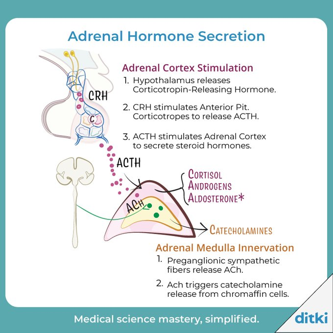 📷
Ditki, Medical & Biological Sciences
@drawittoknowit
·
Aug 18

What do these hormones do?  Get answers: l8r.it/4k1i #ditki #usmle #meded #medschool #usmletutorials #physiology #adrenalhormones #cortisol #aldosterone #catecholamines #endocrinology #nursing #pance