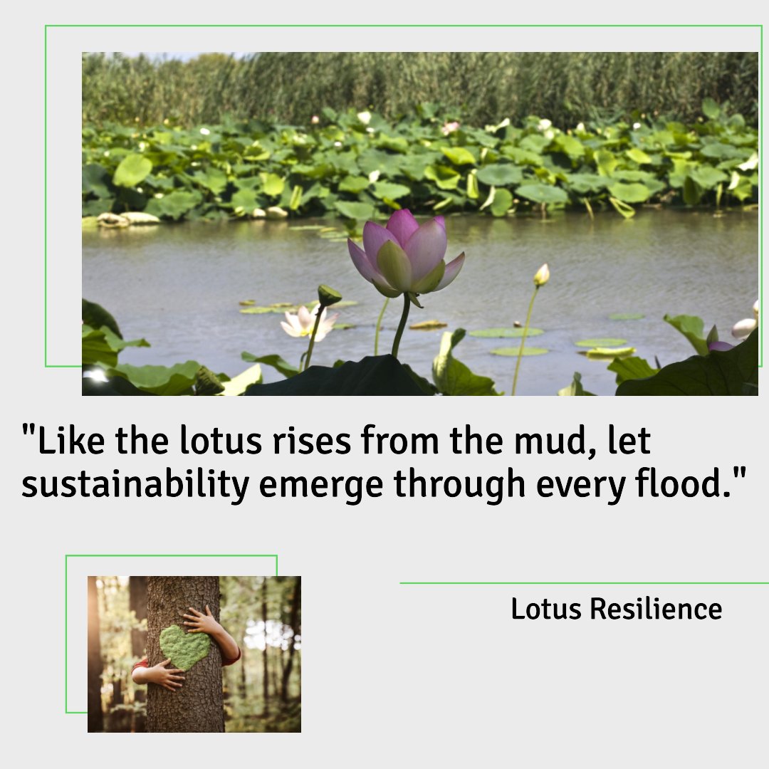 'Like the lotus rises from the mud, let sustainability emerge through every flood.'
--Lotus Resilience--

#SustainableRise #LotusResilience #EmergeGreen #FloodsToSustainability #GreenRebirth #RisingAboveChaos #SustainablePathways #MudToBeauty #tanaceoranics #blily