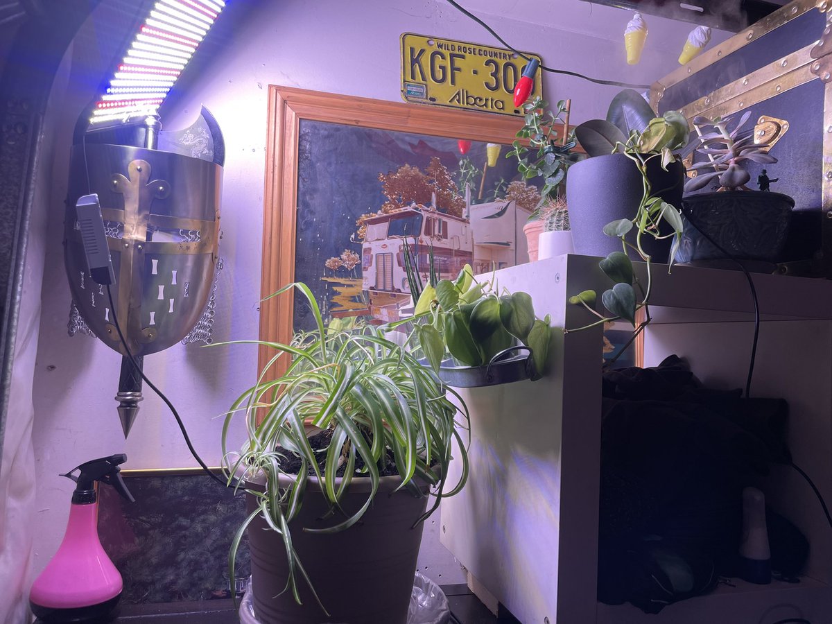 GoldAyla's tweet photo. My Plant corner! https://t.co/7xmhbd88zE