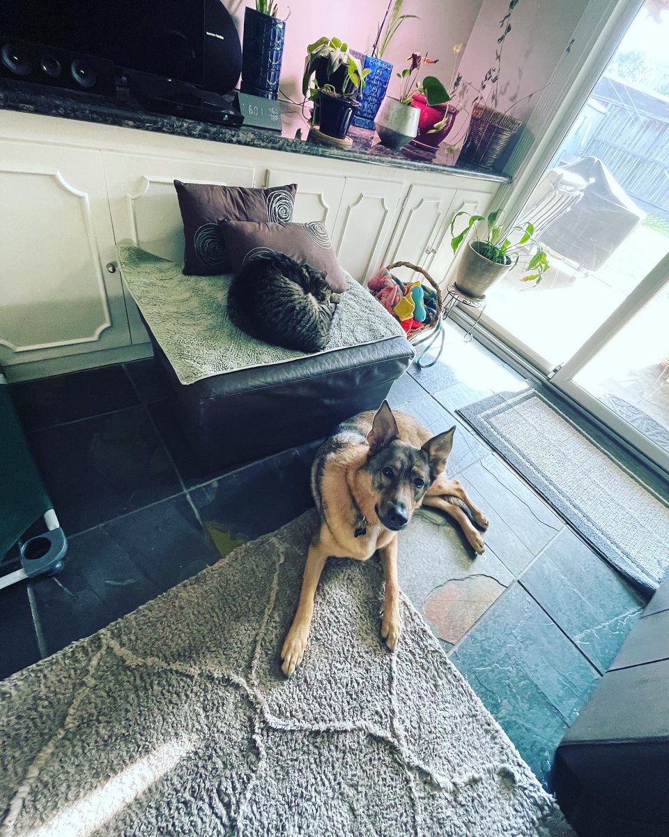 KatharineLigon's tweet image. Dear Clover McCuddlesworth,

You’re the best dog. We love you ooooddddlesth, Sir Samuel Snugglesworth included. 

Love you, pup!

~ your mommies. 

#lezbehonest #clovermccuddlesworth #nationaldogday