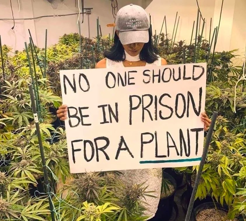 « Personne ne devrait être en prison pour une plante » 🌱
#LastPrisonerProject ✊