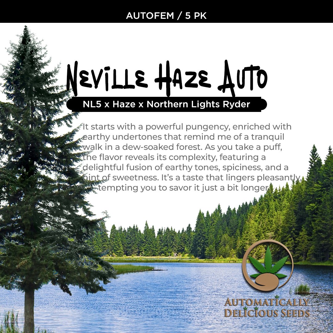 AutoDelish's tweet image. This triadic fusion results in Neville Haze Auto, a strain that embodies potent effects, a unique flavor profile, &amp;amp; a simplified growing process all in one: bit.ly/auto-delish-se…

#Cannabis #CannabisCommunity #cannabislife #420friendly #cannabisgrowers #seedsherenow #autodelish