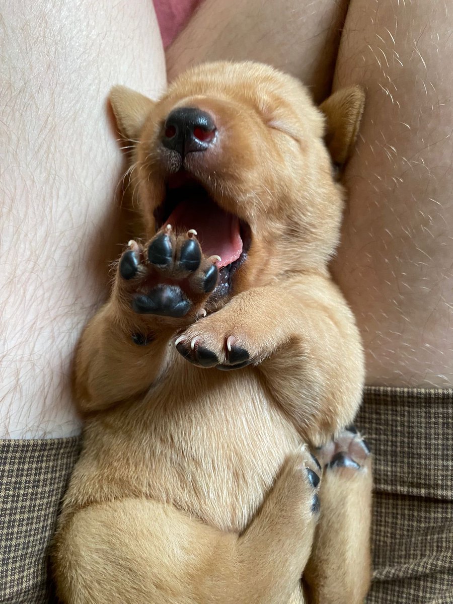 Zallen's tweet photo. UK friends sent me pics of their lab puppies to cheer me up as i have shingles. Feeling much better!

 #InternationalDogDay https://t.co/daHVUfqpch