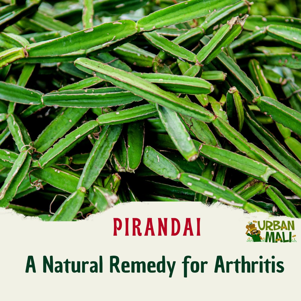Pirandai, also known as 'Adamant Creeper,' is not only a unique plant but also a traditional remedy for arthritis.

#PirandaiPower #ArthritisRelief#AdamantCreeper#veldgrape#Pirandai#getplanted #plantcommunity #urbanmali #urbangardening #homegardening