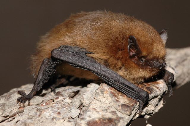 lorraineelizab6's tweet photo. "The bat folds its wing like a winter leaf," Seamus Heaney (13 April 1939-30 Aug 2013), Persephone
๐ทยฉBiodiversity Ireland #InternationalBatWeekend #InternationalBatNight ๐ฆ๐๐ https://t.co/hNuDwHf3Kx