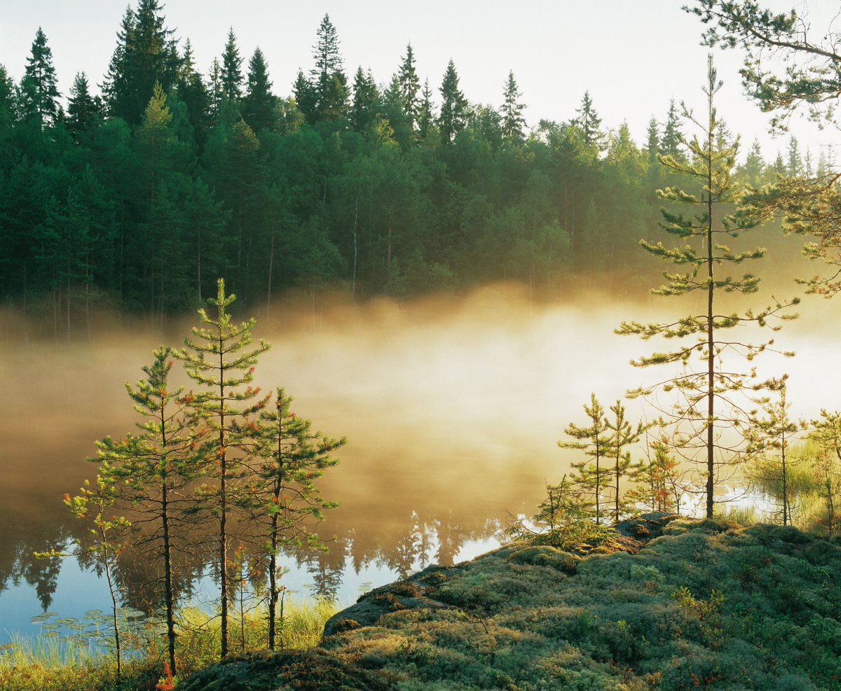 UPMSuomi's tweet photo. Hurraa Suomen upeaa luonto ja samalla 20-vuotias Repoveden kansallispuisto! 🙌 Repoveden perustamiseksi UPM lahjoitti 560 ha metsää vuonna 2003 ja samalla suojelimme 1400 ha metsää puiston läheisyydestä. #suomenluonnonpäivä #liputanluonnolle 🇫🇮 
👉 https://t.co/rl04Hrt8rD https://t.co/oNsevTmUFg