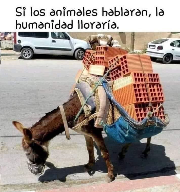 Mayú Guillén 🇲🇽🇺🇦 tweet media