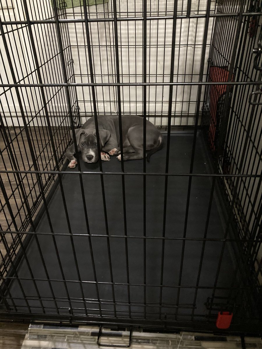 EliteMelman's tweet photo. @DoeSauce5 @PicturesFoIder His spoiled ass just bought him this big ass cage today lol https://t.co/3t4qOFNPAq
