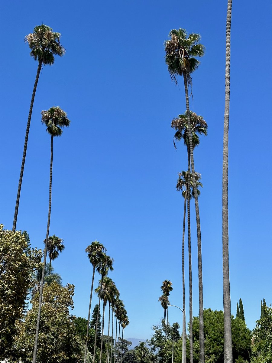 Weather like this year round in LA will make you forget about the hurriquake last weekend #LA #hurricane #hurricanehilary #hurricanehillary