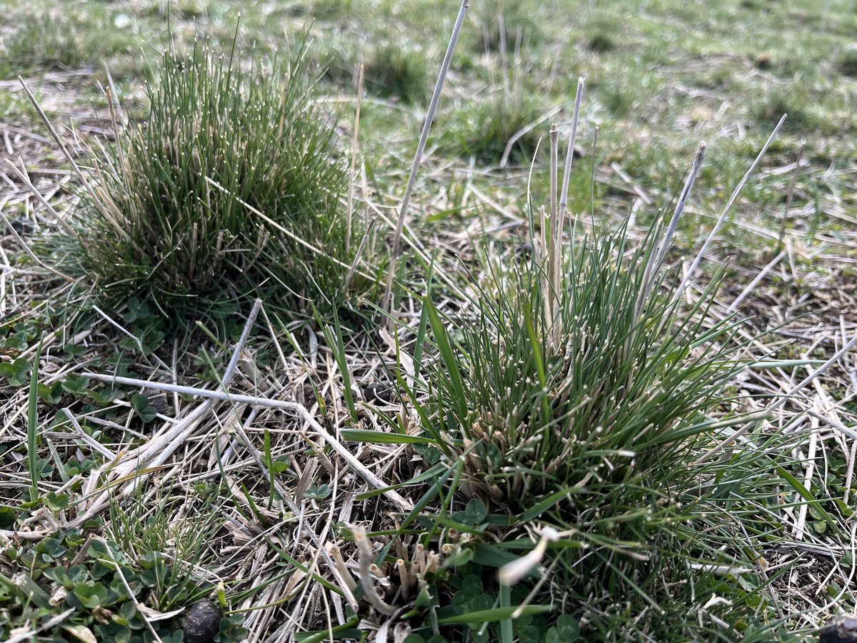 Poa Siberiana …… very unpalatable but like a few other grasses they do all right on it if forced to eat it…… bit like me and broccoli….