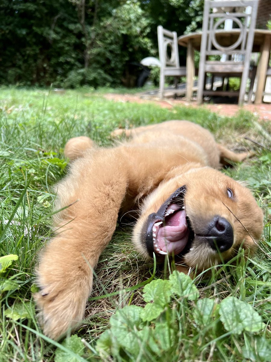 VenkLaw's tweet photo. @guacgifs @junrielover feta also disagrees!! She thinks ur the best and is falling over with her love for you https://t.co/DjUfBOVQAj