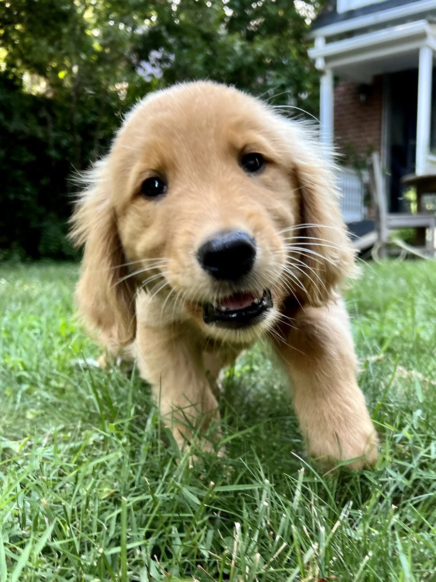 VenkLaw's tweet photo. @guacgifs @junrielover feta also disagrees!! She thinks ur the best and is falling over with her love for you https://t.co/DjUfBOVQAj