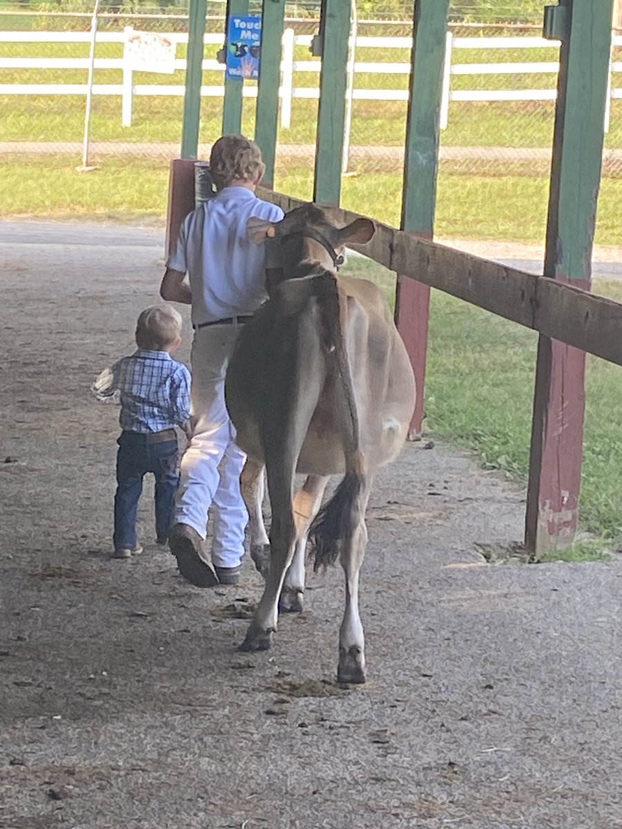 ScottHCF's tweet image. Little brother helping big brother get to the show ring.