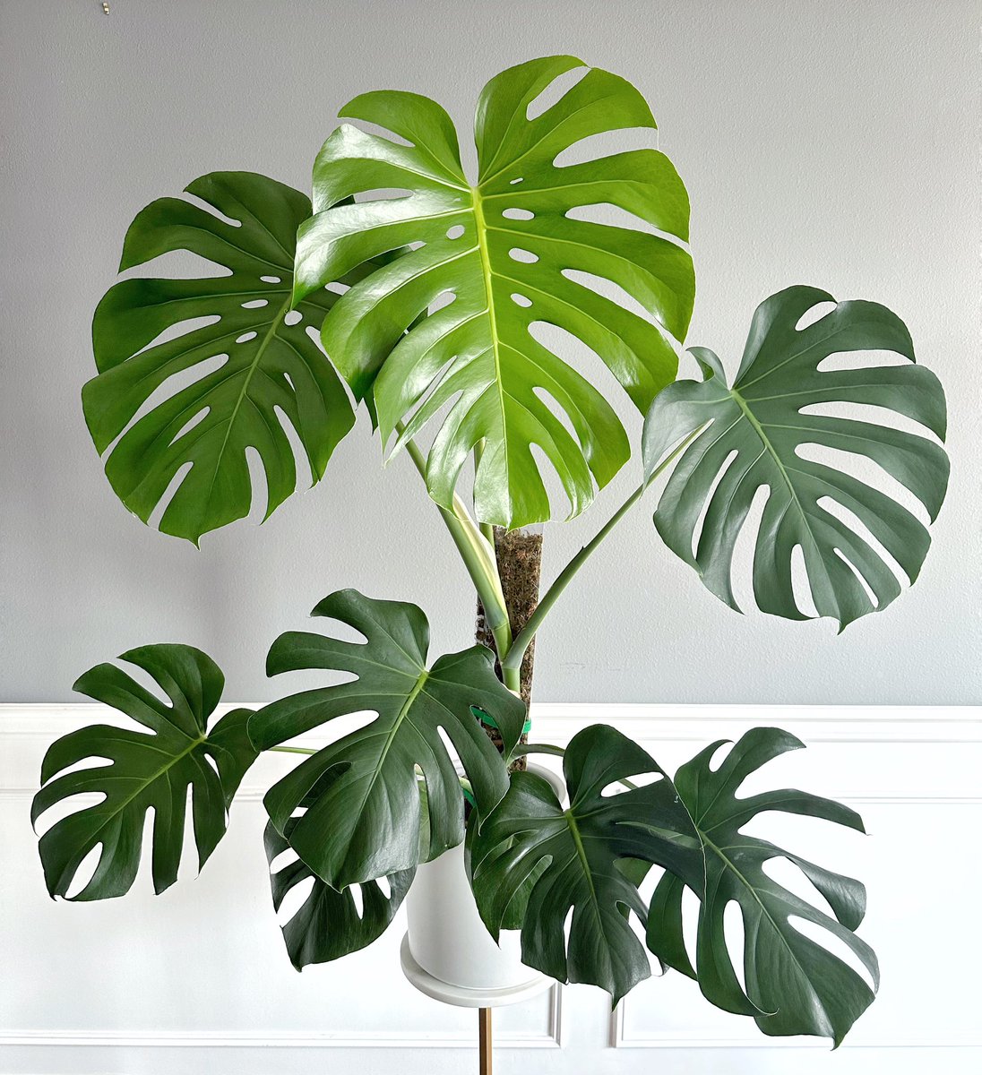 LeafyPod tweet media