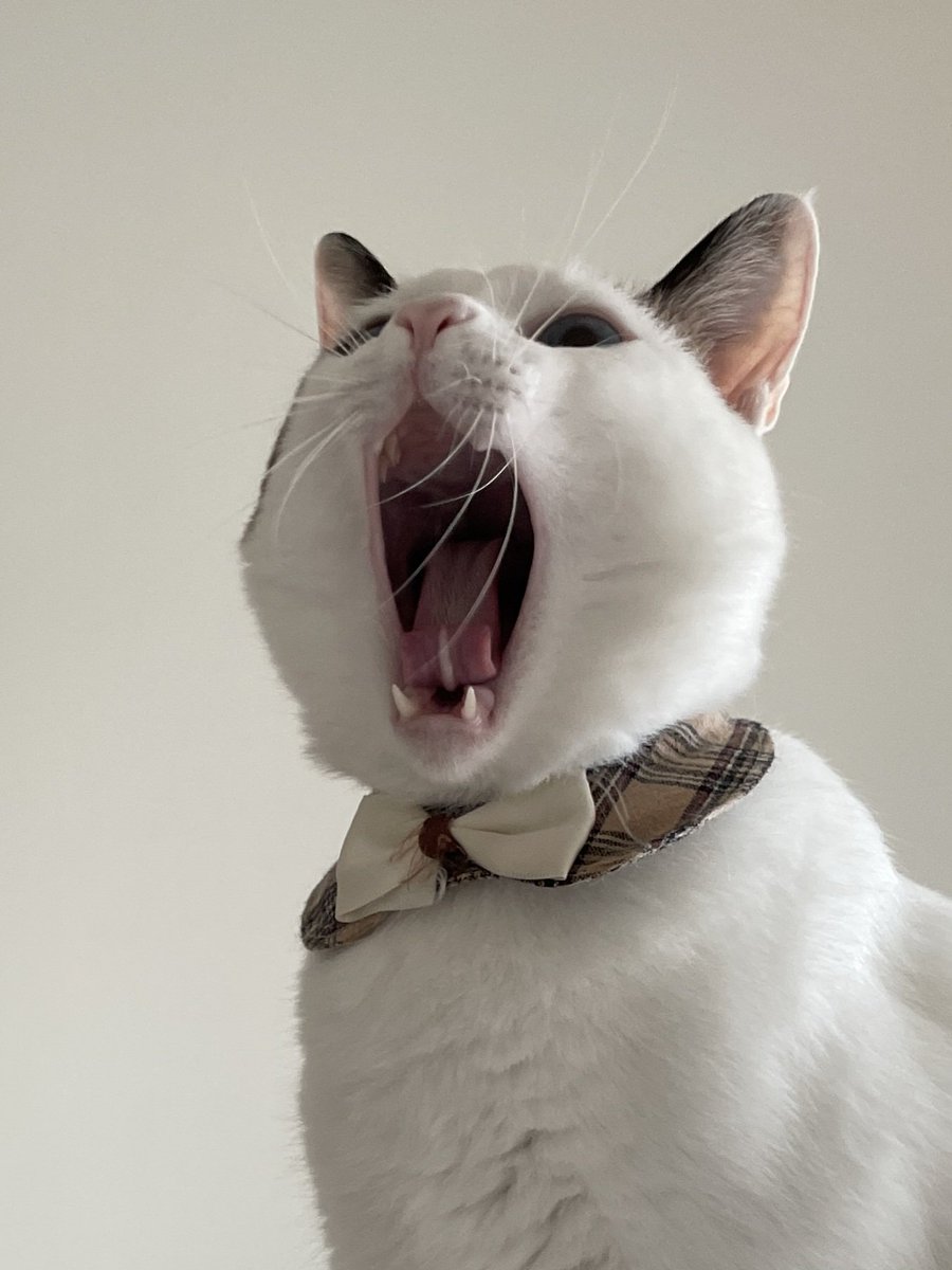 tsukune216's tweet photo. このポストに「歌ってる猫」の画像を貼ると、猫の合唱団が世界を平和にしてくれます https://t.co/c1X81tVmlv