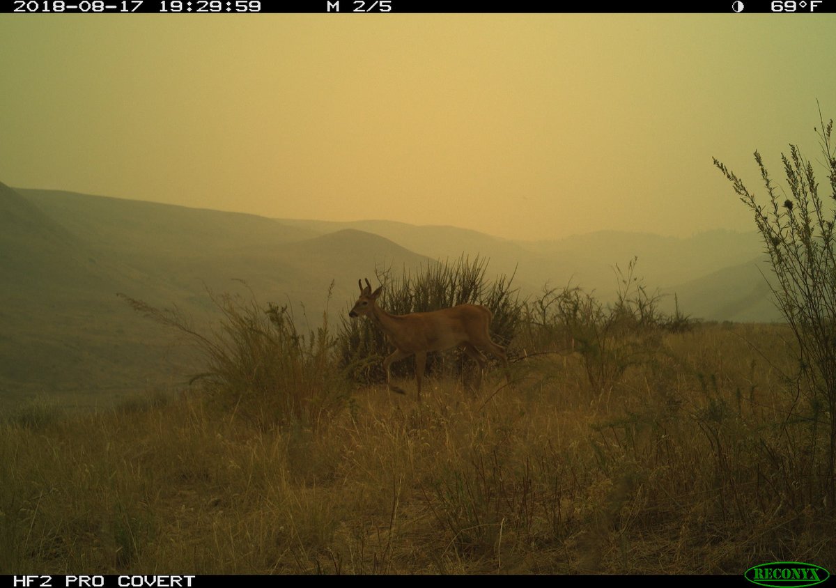 New paper alert! Led by Jessalyn Ayers, we explored how #wildlife respond to wildfire #smoke using #cameratraps and atmospheric smoke models. Check out @osanderfoot's thread to learn more! #OpenAccess