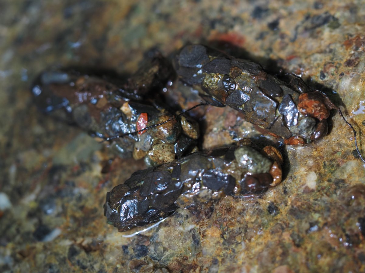 Three caddisflies showing off their artistry.