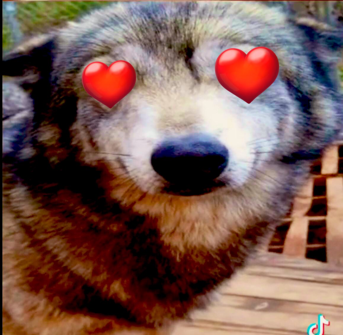 therealQBert's tweet photo. Awoooo https://t.co/fXA7sOoN7F