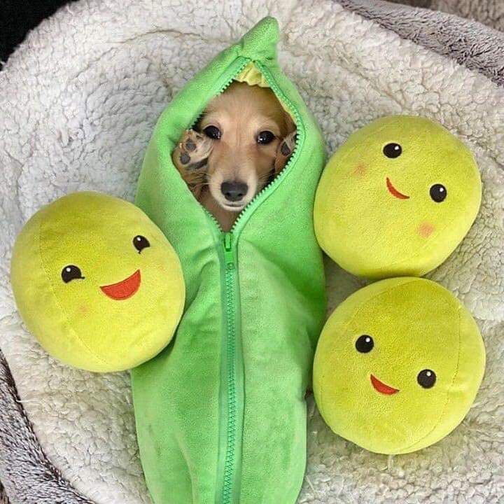 twaniimals's tweet photo. https://t.co/efnYYBruG9