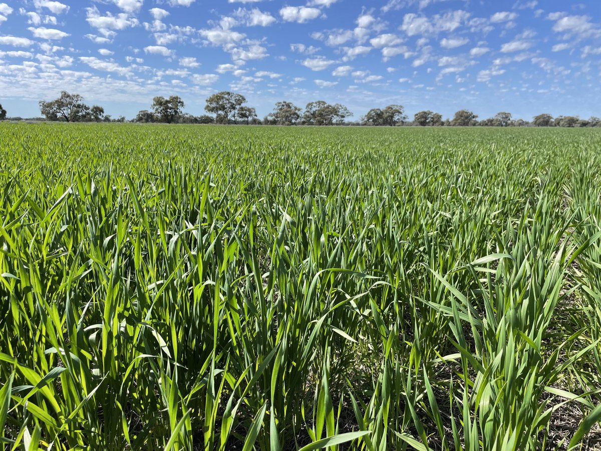 scottburger00's tweet photo. Under flood water last year then pre watered this year #sunmaster #wheat starting to look the goods after 6mm of rain and some ☀️ this week @ ‘Kameruka’ in the Riverina @AlleenaBurger @brcagents @Eckfarming @agtbreeding @ABCRural https://t.co/paProdQI0K