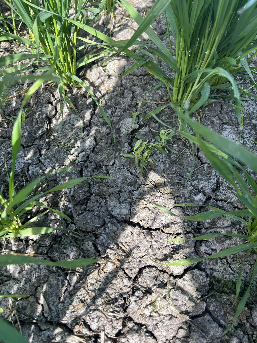 AlleenaBurger's tweet photo. #infinityultra from @Bayer4CropsAU doing a great job on #wireweed and #mustards @scottburger00 @brad_willo14 @angmartin_ @BenPearse43 @Jeremy_Morton_ @brcagents Some spotting but very little considering it was late tillering. https://t.co/Vowmkff5DX
