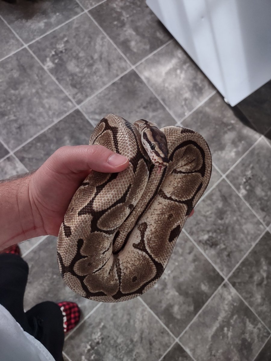 ConceptPythons's tweet image. So excited to add this beautiful #SpiderBallPython to our collection!!!
#conceptpythons #ballpython #ballpythons #ballpythonmorphs #snake #ballpythonsofinstagram #reptiles #reptilelovers #ballpythonbreeders #ballpythonbreeding #ballpythoncollection #constrictor #reptilefanatics