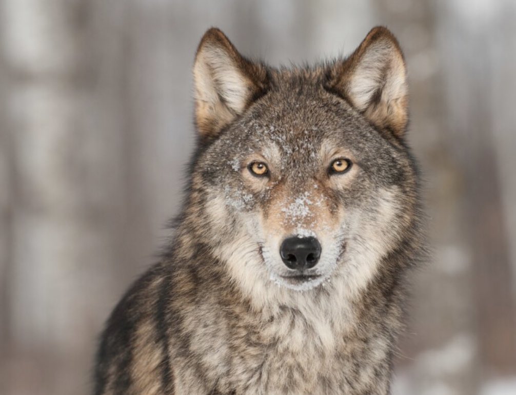 🚨 Weiss improves to 15-5 with the win over Ann Richards tonight‼️🐺💪🏼. Congrats to our FR team getting the win as well! 🙌🏼 Next up: Cedar Ridge at The Den #EarnedNotGiven @var_austin @PfISDAthletics @FlxAtx @varsity_news @KMACChuck @texasvbi #BeTheOneWolfpack