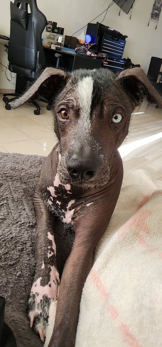 Por cierto ❤️‍🔥<a href="/annafiorimx/">Anna Fiori</a> Te presento a Yolotzin ❤️‍🔥