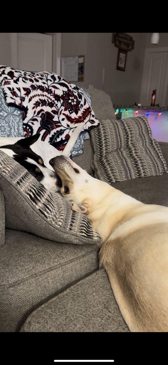 karimeyared's tweet photo. Getting my dog a dog was the best decision ever 🫶🏼 https://t.co/XB6DJwaRQr