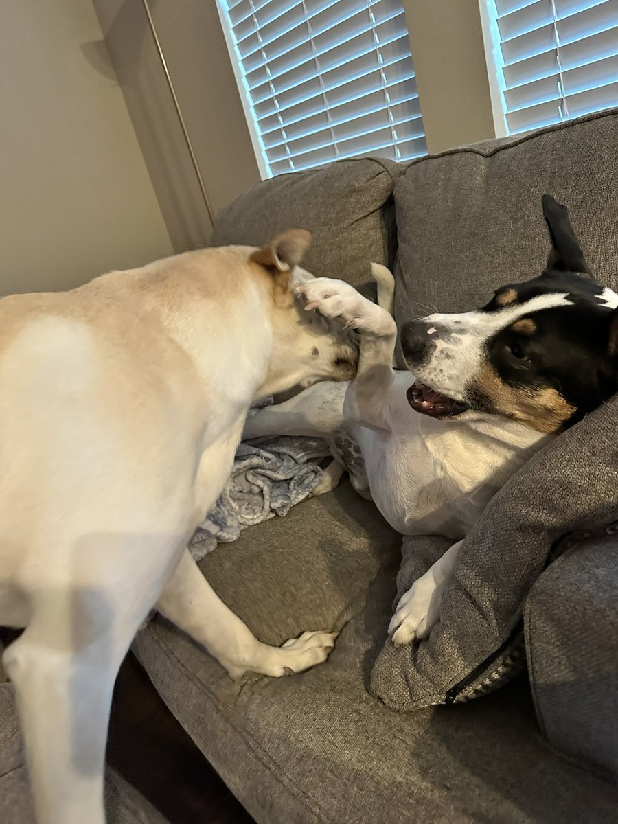 karimeyared's tweet photo. Getting my dog a dog was the best decision ever 🫶🏼 https://t.co/XB6DJwaRQr