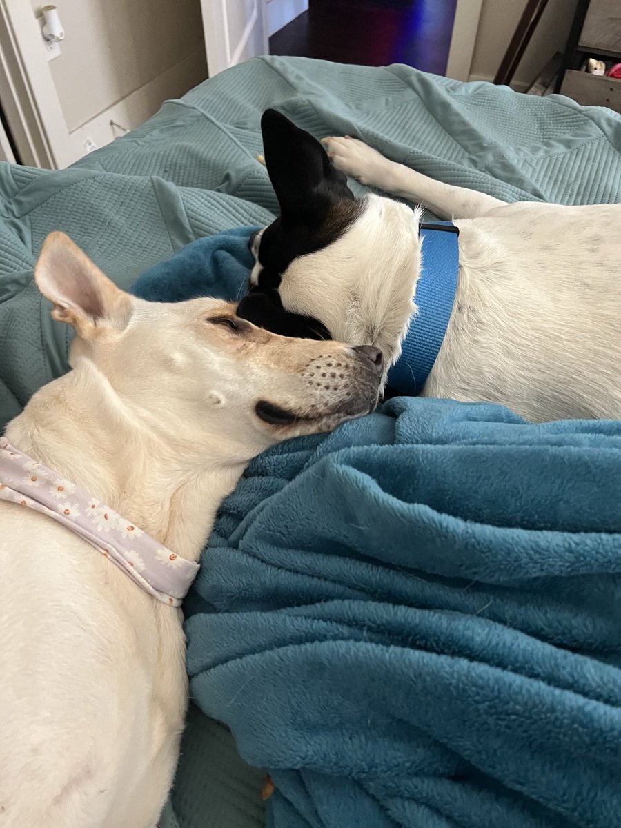 karimeyared's tweet photo. Getting my dog a dog was the best decision ever 🫶🏼 https://t.co/XB6DJwaRQr