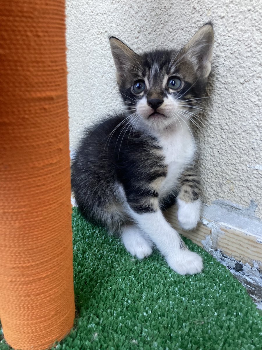cattingwoman's tweet photo. yuva bulamadığı için dehşete düşen çirkin ördek yavrusu
diğer kardeşler kapkara bu çocuk aralarına sızmış 😄 
uzun tüylü bir pofuduk olacak
1.5 aylık
yuva arıyorum 
İstanbul https://t.co/K9qDyQjLFI