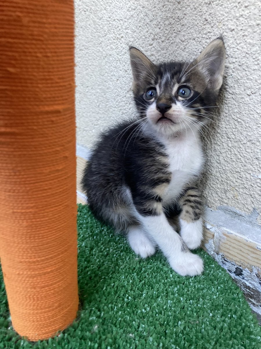 cattingwoman's tweet photo. yuva bulamadığı için dehşete düşen çirkin ördek yavrusu
diğer kardeşler kapkara bu çocuk aralarına sızmış 😄 
uzun tüylü bir pofuduk olacak
1.5 aylık
yuva arıyorum 
İstanbul https://t.co/K9qDyQjLFI