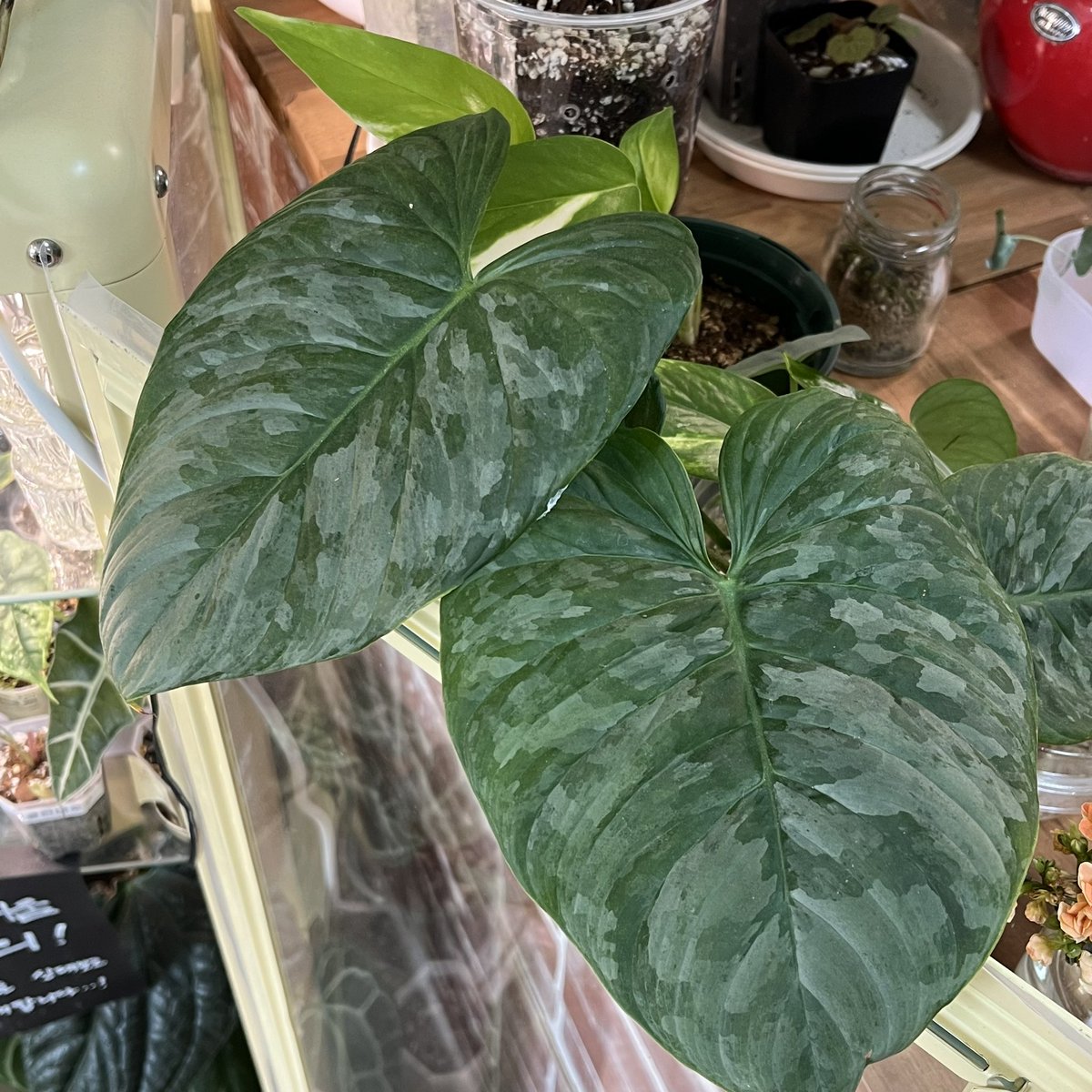 <칼춤췄어요 RT 이벤트🌿>

이 글을 리트윗 해주시면 추첨을 통해 1분께 필로덴드론 글로리어스 삽수와 마제스틱(?)삽수를 보내드립니다 ! 

외에도 여러가지 식물들이 랜덤으로 딸려갑니다..🤤 괜찮으신 분만..!
택배비 제가 부담 / 팔로우 여부 상관x / 8월 27일 밤 당발

마지막으로 식물가게