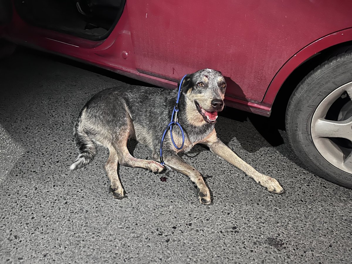 mapy_jaime's tweet photo. Atropellaron a este perrito en @SanNicolasNL por hacienda los morales, no se deja agarrar https://t.co/c6t7RF4STn